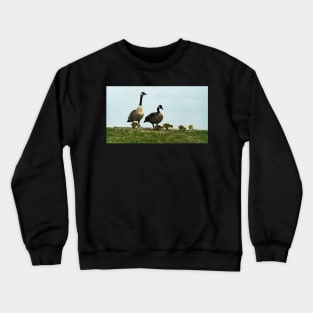 Mother and Father Canada Goose and Their Goslings Crewneck Sweatshirt